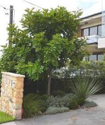 Maybe you would like to learn more about one of these? 15 Best Small Shade Trees For Socal Ideas Shade Trees Plants Native Garden