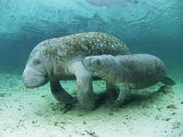 West Indian Manatee U S Fish Wildlife Service