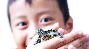 How to Keep Your Pet Turtle Healthy and Happy