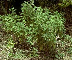 Image result for Cestrum parqui