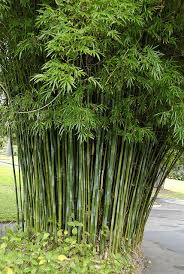 Black Bamboo Plants For Sale Gauteng Bambusa Textilis Var Gracilis 070803 3911 Bamboo Garden Bamboo Plants Clumping Bamboo
