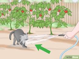 My garden is frequently visited by my neighbour's cats. 4 Ways To Keep Cats Out Of A Garden Wikihow