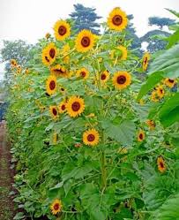 Selain itu, kamu juga harus melindungi bunga matahari dari angin. Jual Promo 5 Biji Benih Bunga Matahari Kanigara Kab Malang Fayere Shop Tokopedia