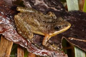 On the back are usually three rows of broken stripes or blotches. Southern Chrous Frog Pseudacris Nigrita Nigrita Frog Reptiles And Amphibians Amphibians