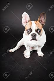 Cute french bulldog french bulldog puppies cute dogs and puppies doggies white french bulldogs white bulldog pet puppy dog cat cute baby animals. Brown White French Bulldog Isolated On Black Background Studio Stock Photo Picture And Royalty Free Image Image 20392068