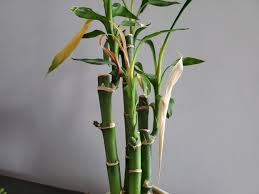 There's nothing you can do for these parts of the plant, so why leave them? Why Is My Lucky Bamboo Dying 8 Things To Check The Practical Planter