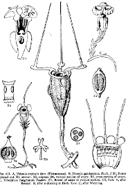 Image result for Mesanthemum glabrum