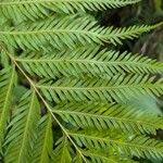 Image result for Pteris dentata