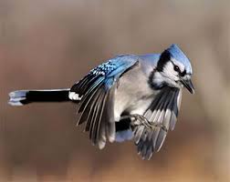 Black Bird With Blue Neck Ontario Blue Jay Blue Jay Birds Pet Birds