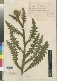 Image result for Carduus nyassanus