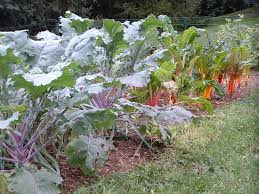 How to start a fall vegetable garden. Fall Gardening Veggie Gardening Tips