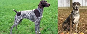 Check out our german shorthaired pointer selection for the very best in unique or custom, handmade pieces from our shops. German Shorthaired Pointer Vs Catahoula Leopard Breed Comparison