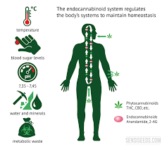 Image result for images of The Endocannabinoid System