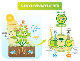 Check spelling or type a new query. Carbohydrate Definition And Examples Biology Online Dictionary