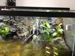 Pin On Aquarium Hillstream