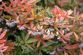 Image result for Berberis julianae