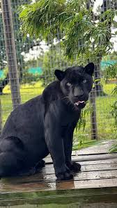 Image result for Panther Black 2002 Puma