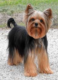 Pin On Yorks Yorkies of houston is a pet store with healthy, vet followed, spoiled, & socialized yorkshire terrier puppies and their supplies. pin on yorks