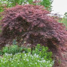 Tamukeyama Japanese Maple Tree Buy Japanese Maple Trees Spring Hill Nurseries