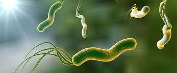 أعراض جرثومة المعدة في البراز وأسباب حدوثها مستشفيات مغربي