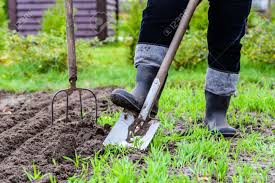Replace any broken segments or structures. Gardener Digging In The Garden Soil Preparing For Planting In Spring Gardening Stock Photo Picture And Royalty Free Image Image 73303104