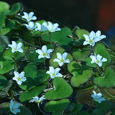 Image result for Nymphoides brevipedicellata