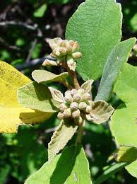 Image result for Cordia monoica