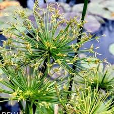 Image result for Cyperus haspan