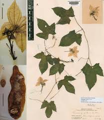 Image result for Coccinia sp. A