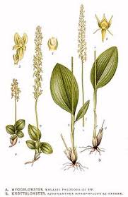 Les milieux humides acides, et notamment les tourbières, sont l'habitat naturel de certaines orchidées telles que hammarbya paludosa, aujourd'hui en danger. Sumpf Weichorchis Wikipedia