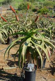 Image result for Aloe excelsa