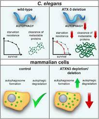 The Machado Joseph Disease Deubiquitylase Ataxin 3 Interacts With Lc3c Gabarap And Promotes Autophagy Aging Cell X Mol