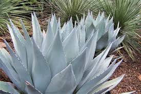 Image result for Hua gabonii