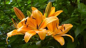 Weitere ideen zu lilien, blumen, pflanzen. Lilie Video Pflegehinweise Gartnertipps Und Weitere Informationen Zu Lilien Auf Garten Natur Erleben