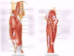 On the anterior side, the most prominent of the muscles are the sartorius . Muscles 7 Upper Leg Part 1 Diagram Quizlet