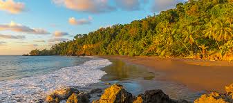 Image result for Nicolasia costata