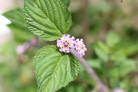 Image result for Lippia
