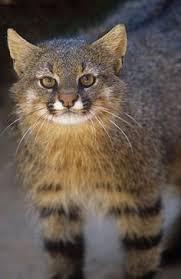 The colocolo was once thought to be the same species as the pampas cat, however, they are although the colocolo is a small cat with a length between 56 and 67 cm (22 to 26″), they are quite. Gato Del Desierto Leopardus Colocolo