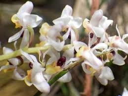 Image result for Polystachya aconitiflora