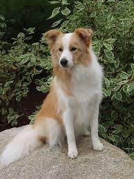 Harbormist Border Collies Harbormist Home
