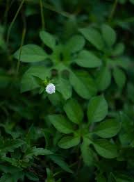 Image result for Ipomoea pes-tigridis