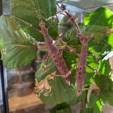 Image result for Trachyandra burkei