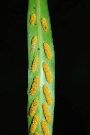 Image result for Loxogramme abyssinica