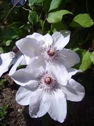 Image result for Clematis commutata