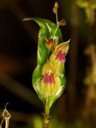 Image result for Eulophia livingstoneana
