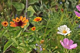 We have a limited number of seed packets to the free seeds promotion will end at 23:59 on 31st may 2021, or sooner if all. Southwest Wildflower Seed Mix San Diego Seed Company