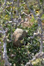 Image result for Coddia rudis