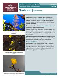 Image result for Utricularia formula