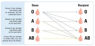 Abo Blood Donor Chart Bedowntowndaytona Com