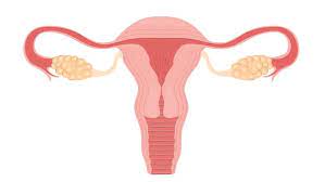 Kondisi tersebut juga dapat terjadi selama perimenopause, saat ovulasi tidak terjadi secara teratur. Penebalan Dinding Rahim Apa Dampaknya Pada Kesehatan